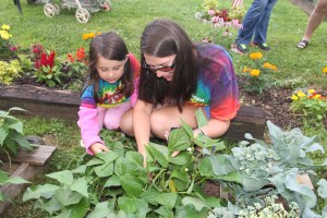 Lettuce, Vegetable Picking, Kids Activities, Lansford Community Garden, Lansford, 7-28-2014 (53)
