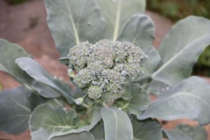 Lettuce, Vegetable Picking, Kids Activities, Lansford Community Garden, Lansford, 7-28-2014 (55)