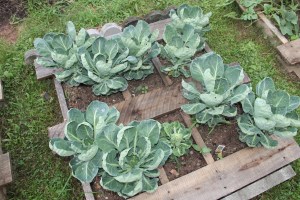 Lettuce, Vegetable Picking, Kids Activities, Lansford Community Garden, Lansford, 7-28-2014 (56)