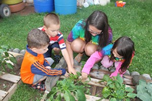 Lettuce, Vegetable Picking, Kids Activities, Lansford Community Garden, Lansford, 7-28-2014 (58)