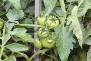 Lettuce, Vegetable Picking, Kids Activities, Lansford Community Garden, Lansford, 7-28-2014 (60)