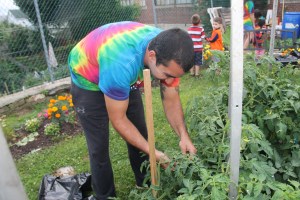 Lettuce, Vegetable Picking, Kids Activities, Lansford Community Garden, Lansford, 7-28-2014 (61)