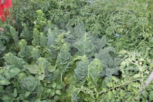 Lettuce, Vegetable Picking, Kids Activities, Lansford Community Garden, Lansford, 7-28-2014 (63)
