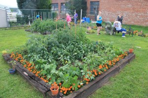 Lettuce, Vegetable Picking, Kids Activities, Lansford Community Garden, Lansford, 7-28-2014 (65)