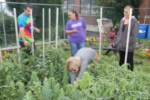 Lettuce, Vegetable Picking, Kids Activities, Lansford Community Garden, Lansford, 7-28-2014 (66)