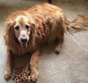 Missing Dog, Tamaqua, 7-4-2014