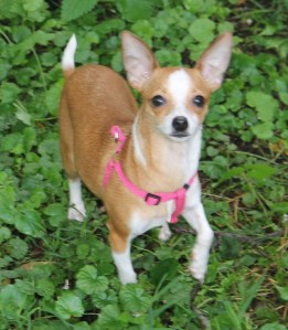 Small Dog Found in Lansford, 7-27-2014 (17)
