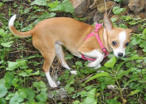 Small Dog Found in Lansford, 7-27-2014 (9)