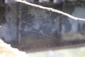 Train Tressel, Bridge Above Little Schuylkill River, New Ringgold, 7-26-2014 (3)