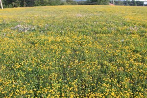 View of Flowers on Hill, WalMart Field, HT Commons, Hometown, 7-12-2014 (1)