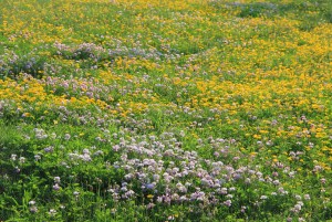 View of Flowers on Hill, WalMart Field, HT Commons, Hometown, 7-12-2014 (11)