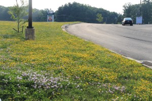 View of Flowers on Hill, WalMart Field, HT Commons, Hometown, 7-12-2014 (14)