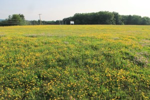 View of Flowers on Hill, WalMart Field, HT Commons, Hometown, 7-12-2014 (15)