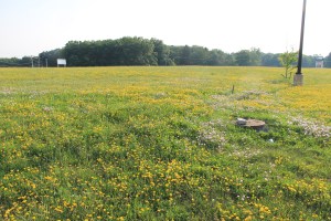 View of Flowers on Hill, WalMart Field, HT Commons, Hometown, 7-12-2014 (17)