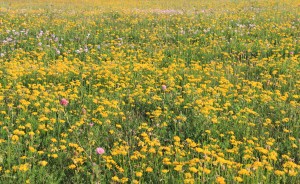 View of Flowers on Hill, WalMart Field, HT Commons, Hometown, 7-12-2014 (2)
