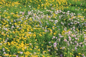 View of Flowers on Hill, WalMart Field, HT Commons, Hometown, 7-12-2014 (3)
