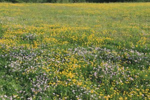View of Flowers on Hill, WalMart Field, HT Commons, Hometown, 7-12-2014 (4)
