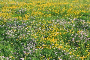 View of Flowers on Hill, WalMart Field, HT Commons, Hometown, 7-12-2014 (6)