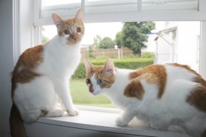 Cats in a Window, Home, Dutch Hill, Tamaqua, 8-7-2014 (12)