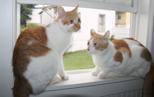 Cats in a Window, Home, Dutch Hill, Tamaqua, 8-7-2014 (5)