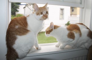 Cats in a Window, Home, Dutch Hill, Tamaqua, 8-7-2014 (6)