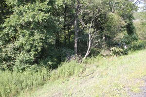 MVA, Car Misses Trees, mile marker 125.2, Interstate 81, Ryan Township,8-9-2014 (18)