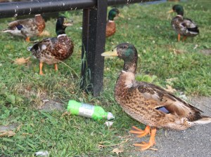 Pre Schuylkill River Cleanup, Next to Boyer's Food Market, Tamaqua, 8-7-2014 (13)