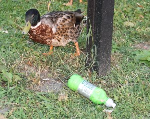 Pre Schuylkill River Cleanup, Next to Boyer's Food Market, Tamaqua, 8-7-2014 (15)