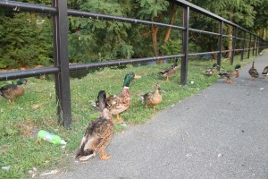 Pre Schuylkill River Cleanup, Next to Boyer's Food Market, Tamaqua, 8-7-2014 (20)