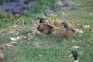 Pre Schuylkill River Cleanup, Next to Boyer's Food Market, Tamaqua, 8-7-2014 (57)
