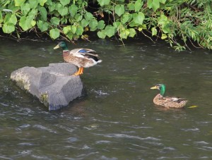 Pre Schuylkill River Cleanup, Next to Boyer's Food Market, Tamaqua, 8-7-2014 (62)