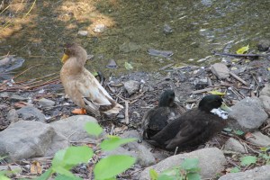 River Cleanup, Little Schuylkill River, next to Boyer's Food Market, Tamaqua, 8-9-2014 (45)
