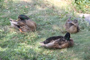 River Cleanup, Little Schuylkill River, next to Boyer's Food Market, Tamaqua, 8-9-2014 (46)