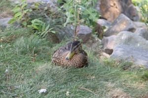 River Cleanup, Little Schuylkill River, next to Boyer's Food Market, Tamaqua, 8-9-2014 (48)