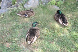 River Cleanup, Little Schuylkill River, next to Boyer's Food Market, Tamaqua, 8-9-2014 (51)