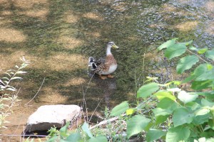 River Cleanup, Little Schuylkill River, next to Boyer's Food Market, Tamaqua, 8-9-2014 (53)
