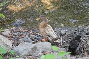River Cleanup, Little Schuylkill River, next to Boyer's Food Market, Tamaqua, 8-9-2014 (54)