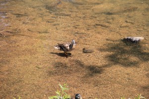 River Cleanup, Little Schuylkill River, next to Boyer's Food Market, Tamaqua, 8-9-2014 (55)