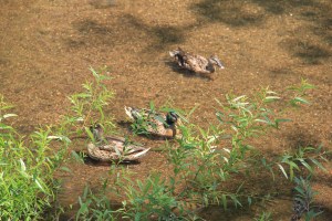 River Cleanup, Little Schuylkill River, next to Boyer's Food Market, Tamaqua, 8-9-2014 (57)