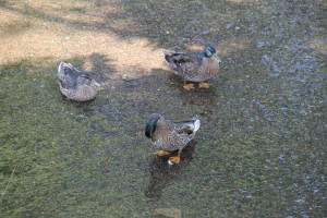 River Cleanup, Little Schuylkill River, next to Boyer's Food Market, Tamaqua, 8-9-2014 (67)