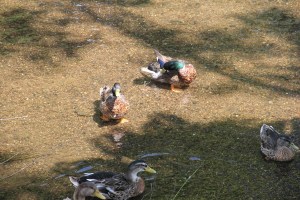 River Cleanup, Little Schuylkill River, next to Boyer's Food Market, Tamaqua, 8-9-2014 (68)