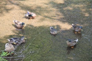 River Cleanup, Little Schuylkill River, next to Boyer's Food Market, Tamaqua, 8-9-2014 (70)