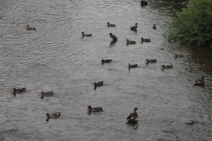 Status of East Broad Street Bridge Work, US209, Tamaqua, 8-21-2014 (64)