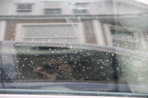 Vandalism to Vehicles, West Rowe Street, Tamaqua, 8-31-2014 (16)