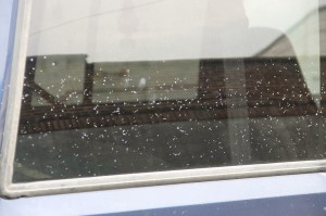 Vandalism to Vehicles, West Rowe Street, Tamaqua, 8-31-2014 (9)