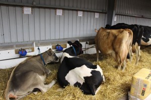 Bloomsburg Fair, Fairgrounds, Bloomsburg, 9-22-2014 (117)