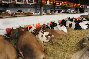 Bloomsburg Fair, Fairgrounds, Bloomsburg, 9-22-2014 (120)
