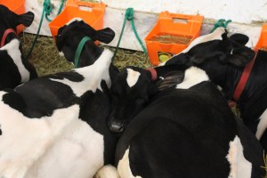 Bloomsburg Fair, Fairgrounds, Bloomsburg, 9-22-2014 (121)