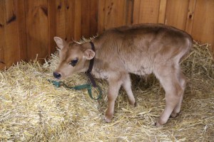 Bloomsburg Fair, Fairgrounds, Bloomsburg, 9-22-2014 (129)