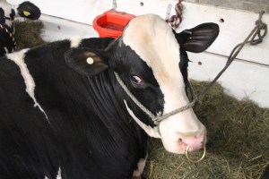 Bloomsburg Fair, Fairgrounds, Bloomsburg, 9-22-2014 (132)